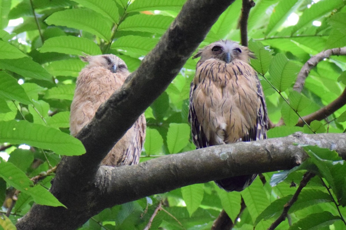 Buffy Fish-Owl - ML646344544
