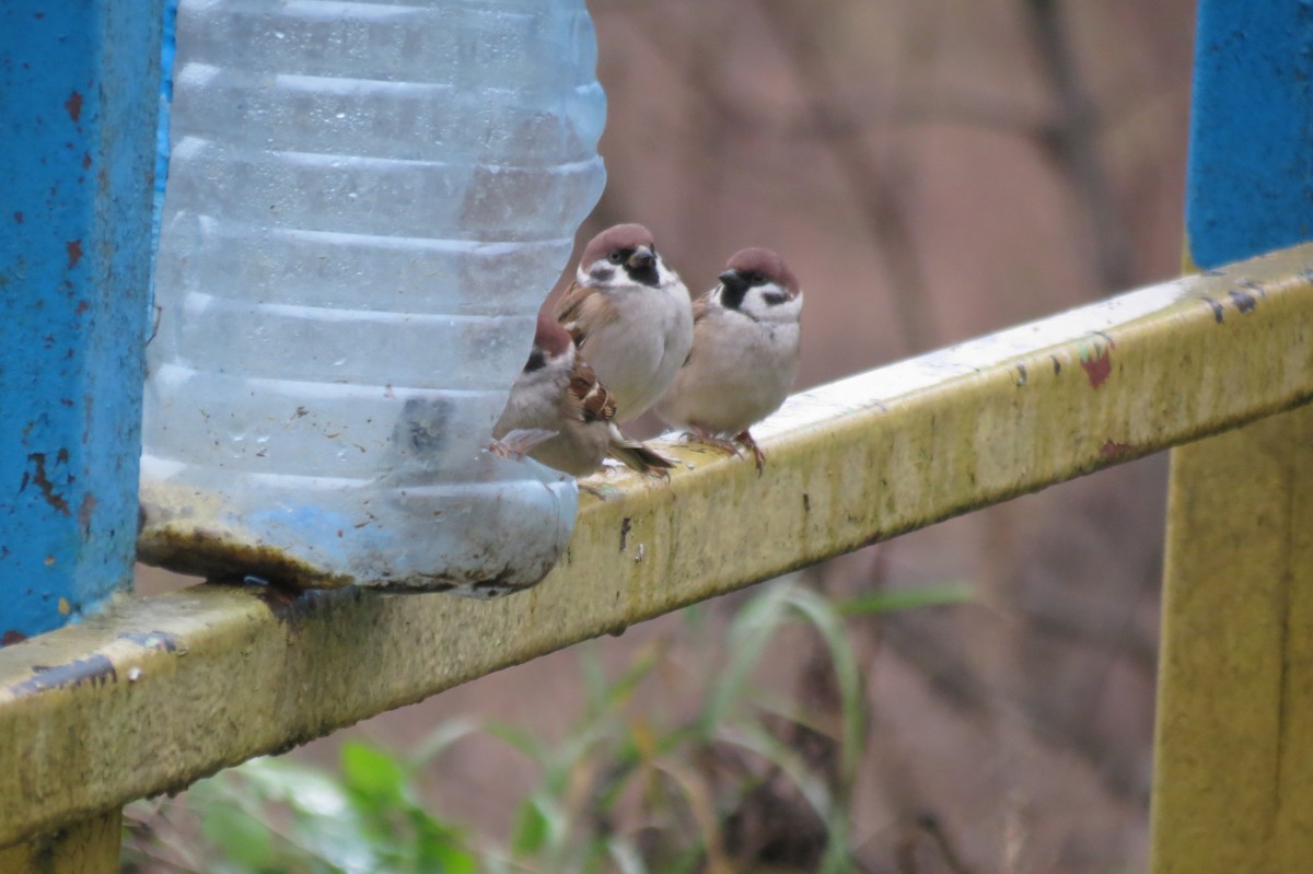 Gorrión Molinero - ML646344545