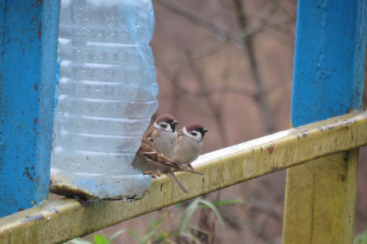 Gorrión Molinero - ML646344546