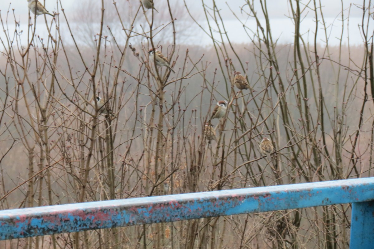 Gorrión Molinero - ML646344547