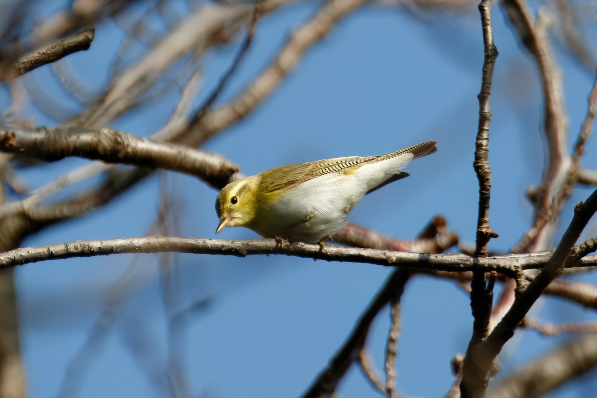 林柳鶯 - ML646344548