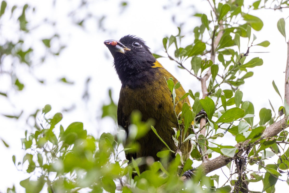 Crimson-collared Grosbeak - ML646344549