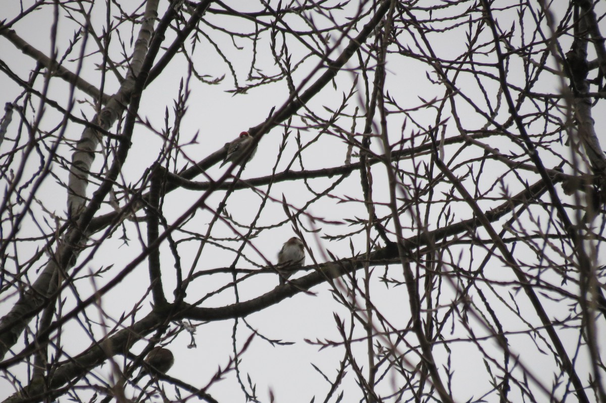 European Goldfinch - ML646344550