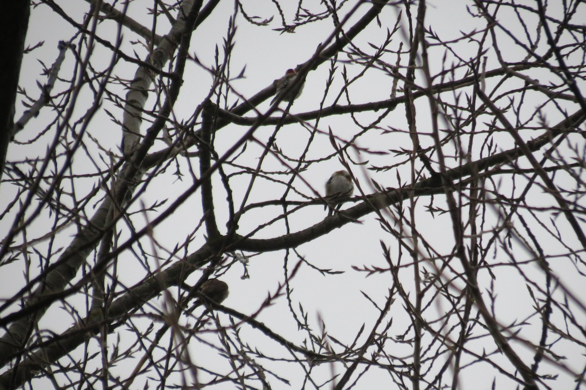 European Goldfinch - ML646344551