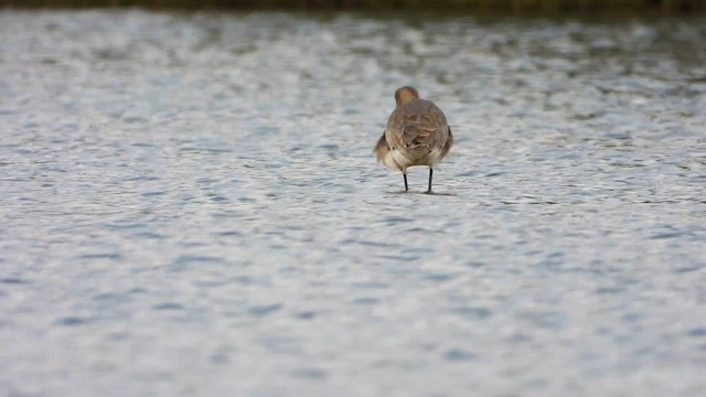 Грицик великий - ML646344552