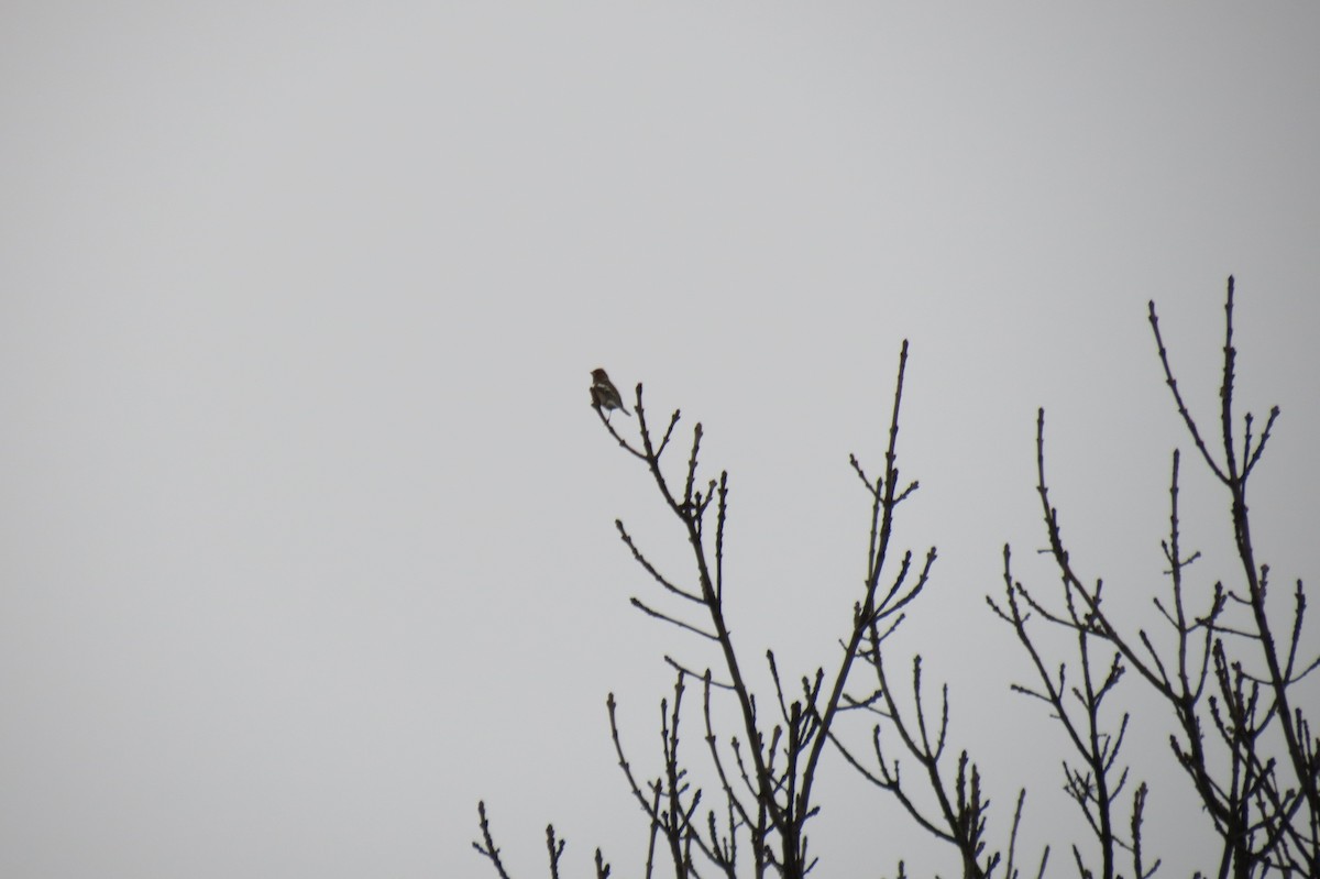 Common Chaffinch - ML646344553