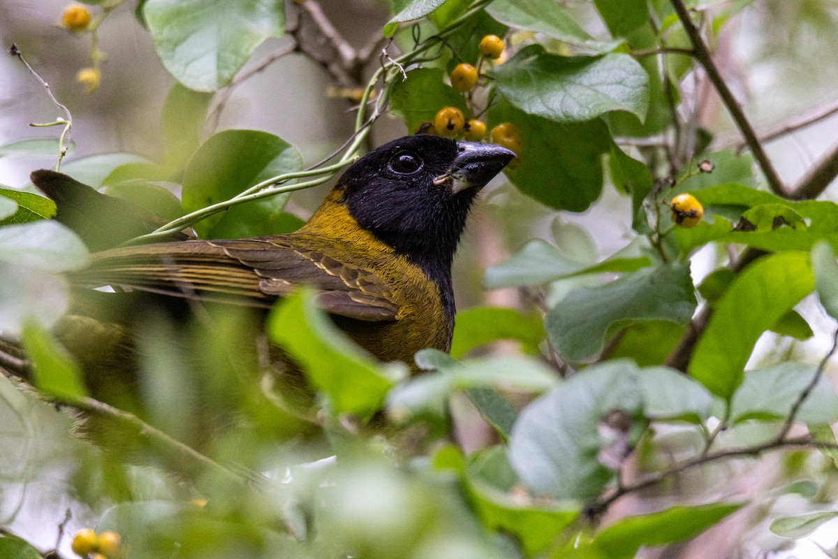 Crimson-collared Grosbeak - ML646344554