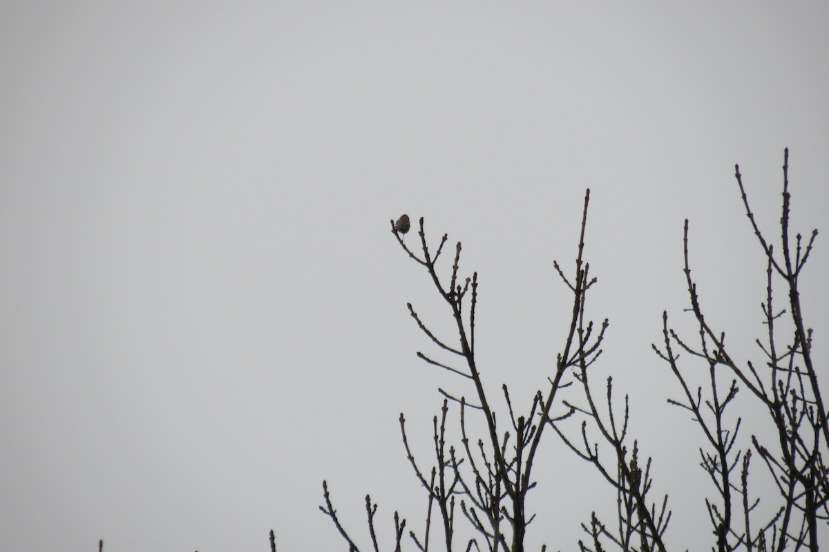 Common Chaffinch - ML646344555