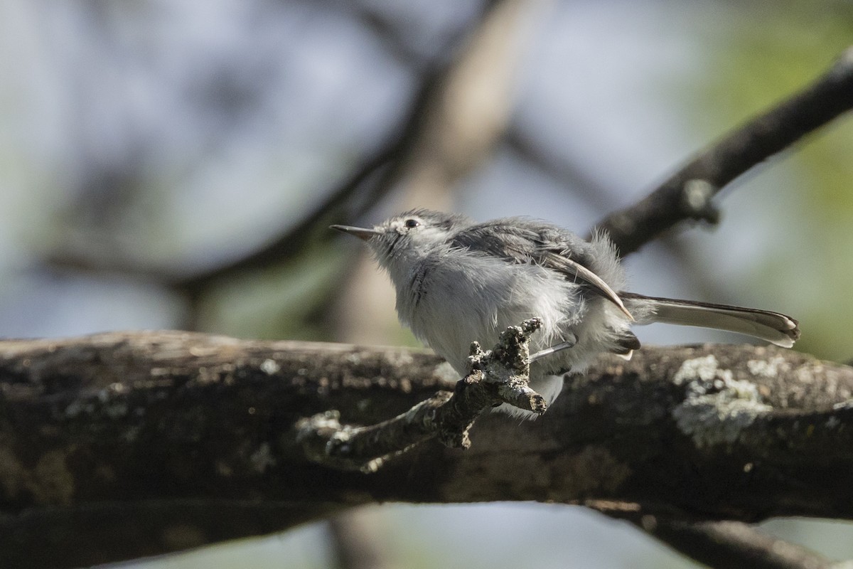 White-browed Gnatcatcher - ML646344556