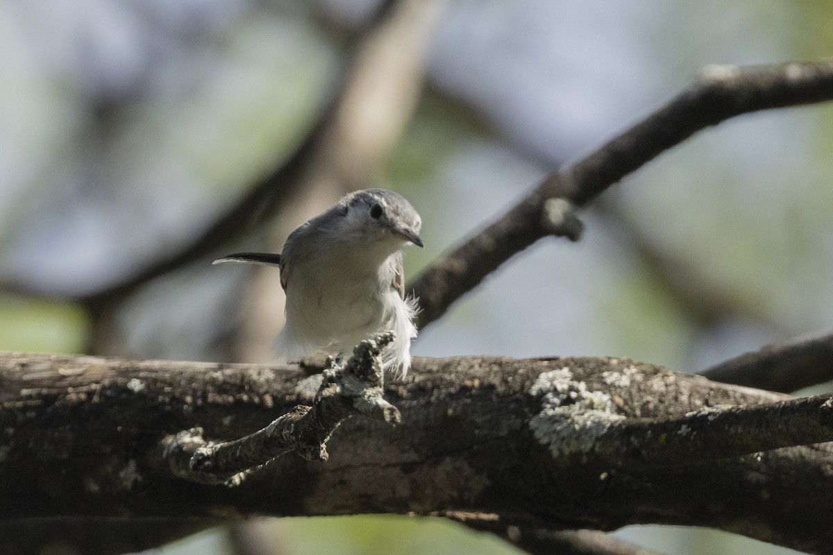 White-browed Gnatcatcher - ML646344557
