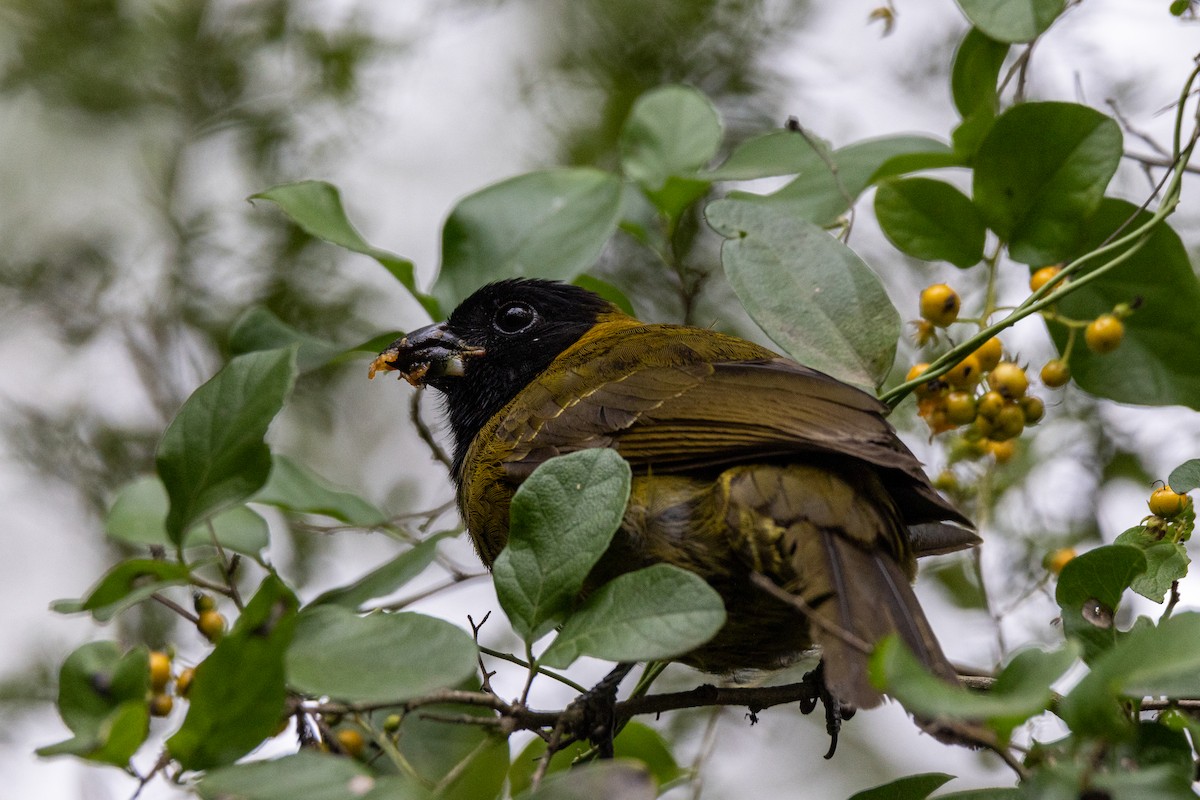 Crimson-collared Grosbeak - ML646344562