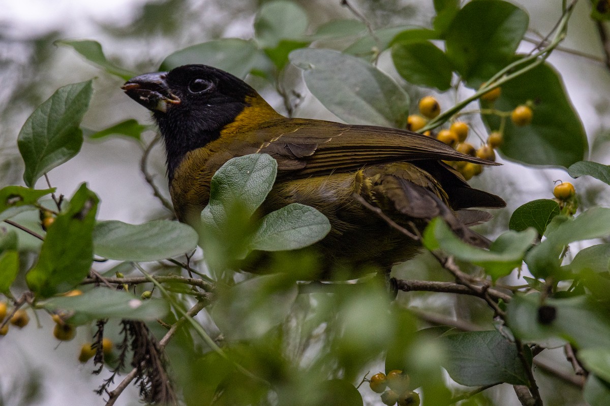 Crimson-collared Grosbeak - ML646344564
