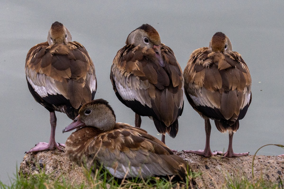 Black-bellied Whistling-Duck - ML646344569