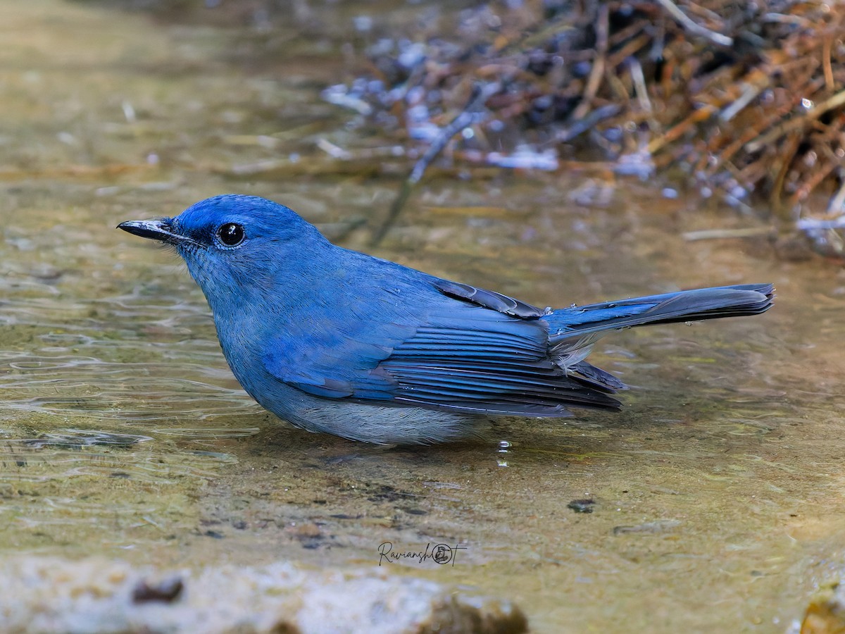 Pale Blue Flycatcher - ML646344571