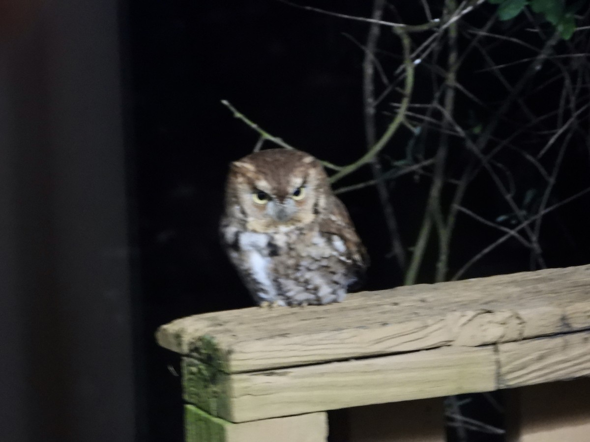 výreček americký - ML646344572