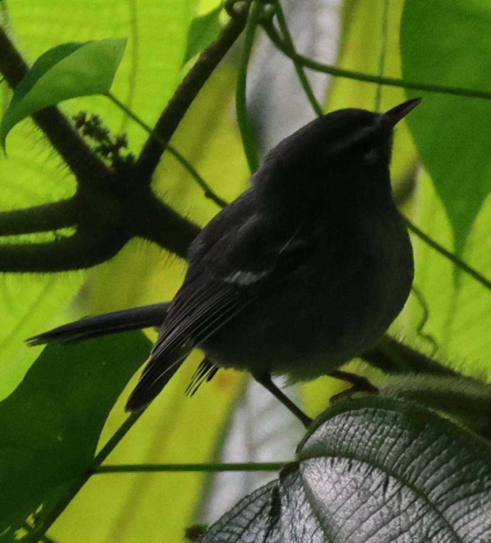 Plumbeous Warbler - ML646344573