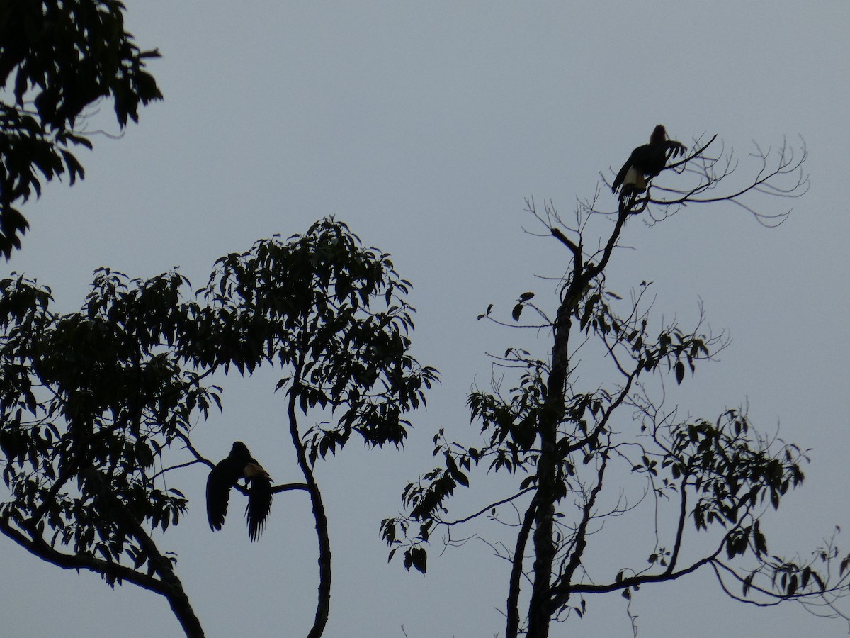 Writhed Hornbill - ML646344577