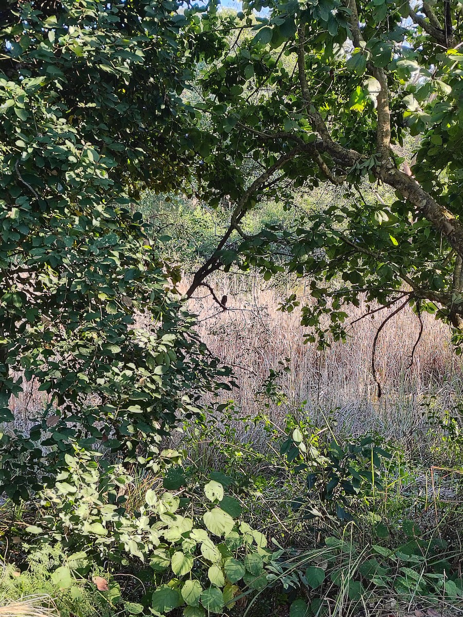 Jungle Owlet - ML646344578