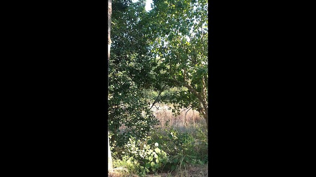 Jungle Owlet - ML646344579