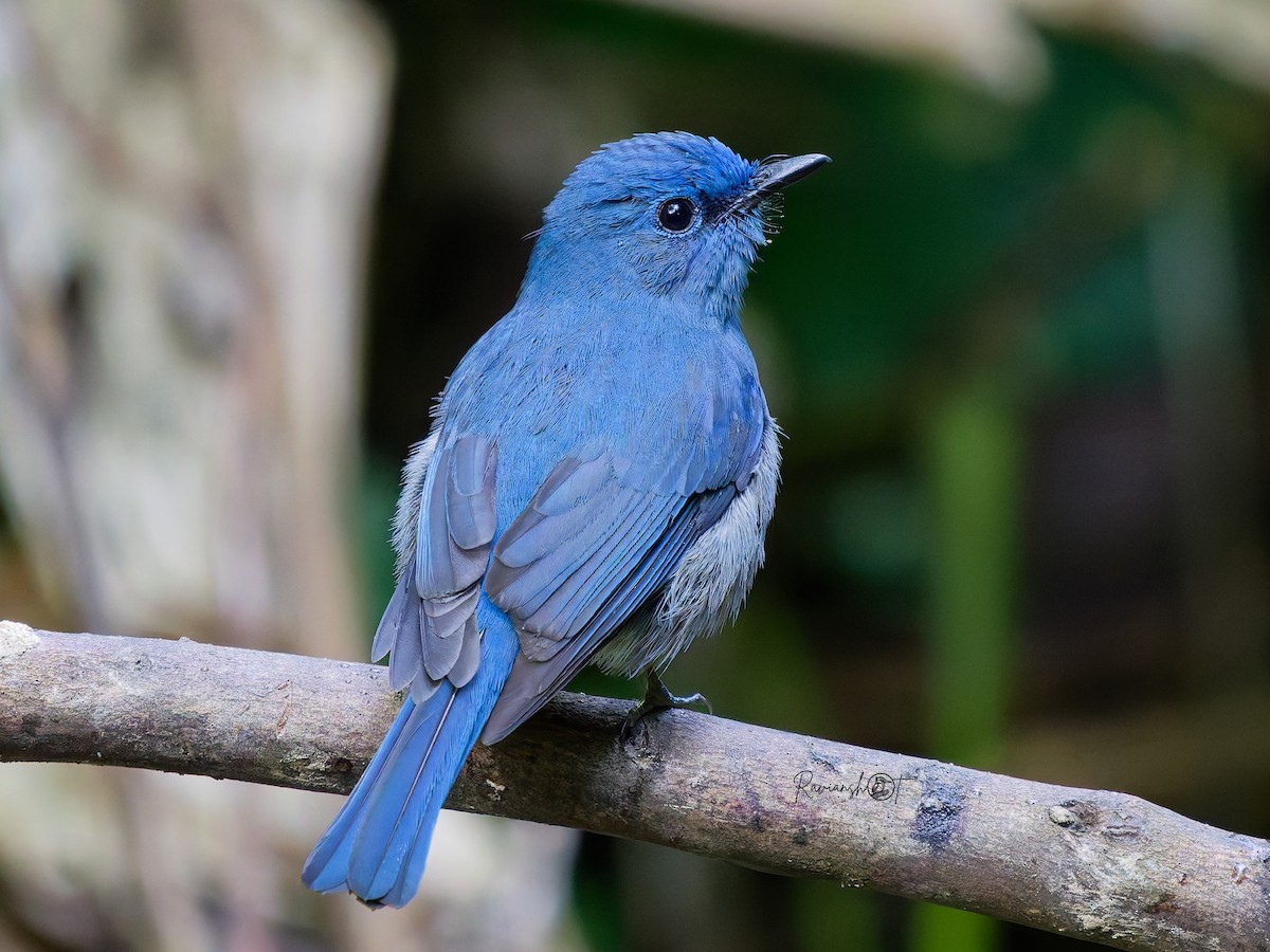 Pale Blue Flycatcher - ML646344582