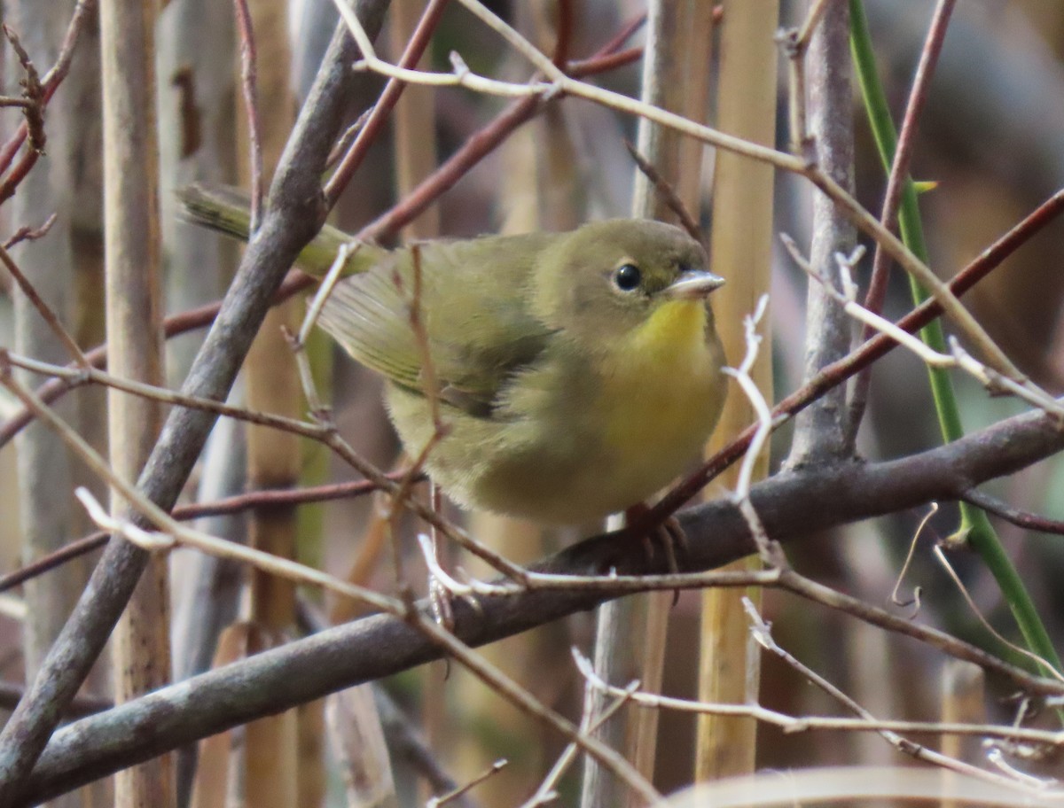 Common Yellowthroat - ML646344583