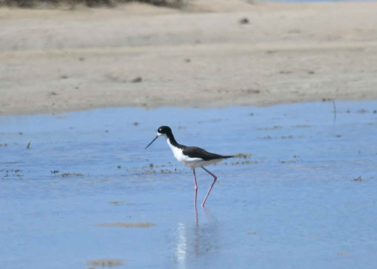 Black-necked Stilt (Hawaiian) - ML646344584