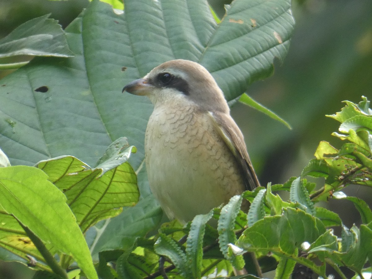 Brown Shrike - ML646344586