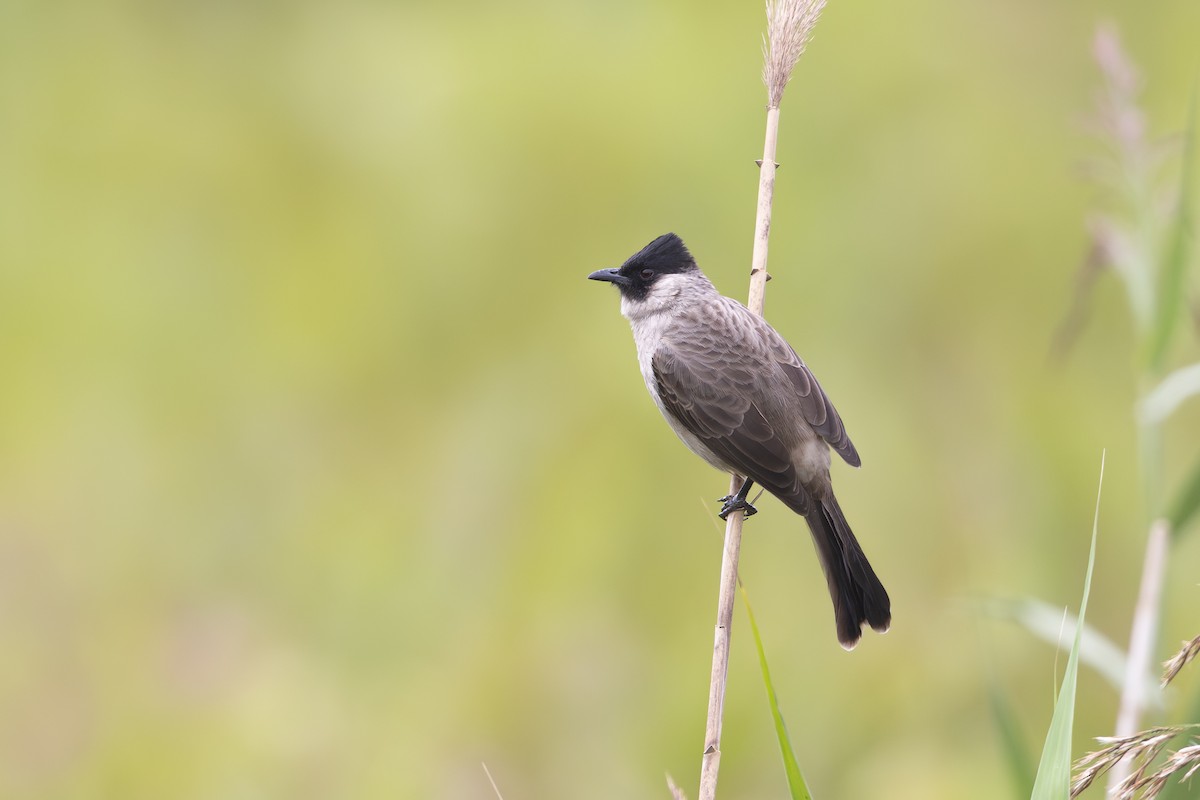 Sooty-headed Bulbul - ML646344588