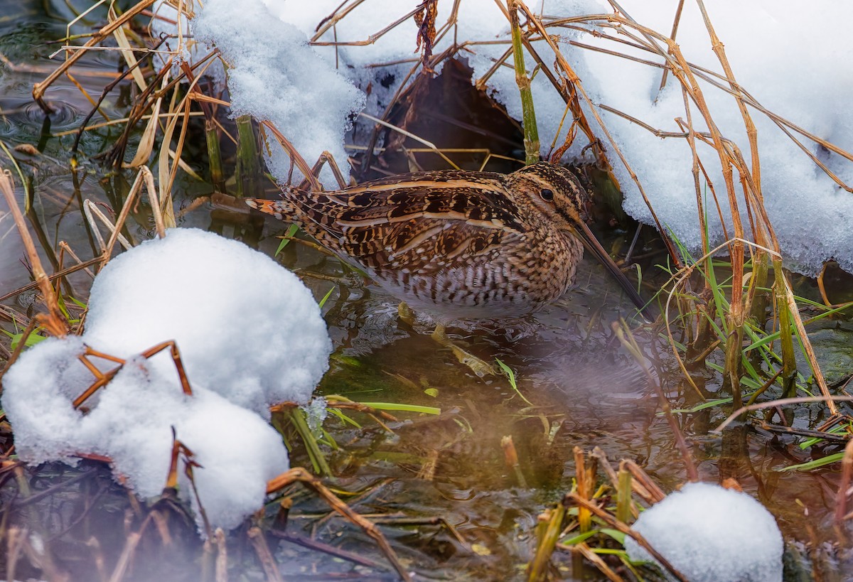 Wilson's Snipe - ML646344589