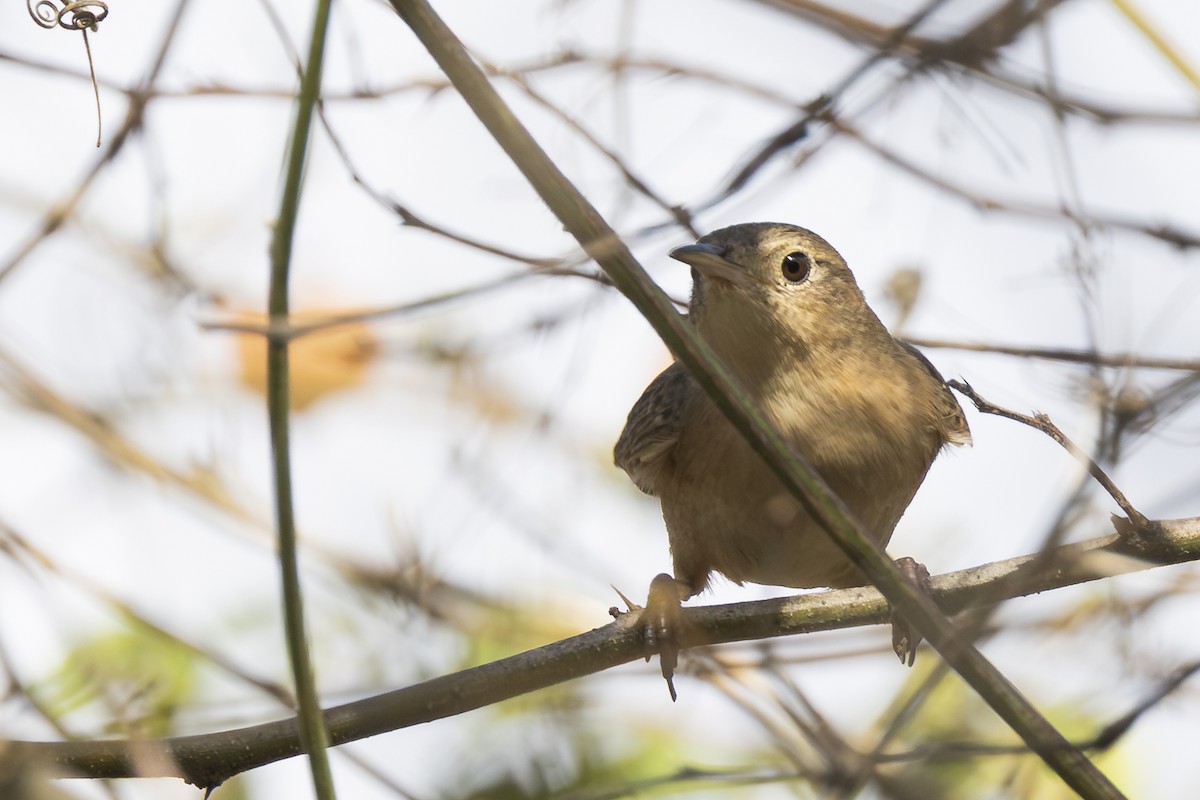 Southern House Wren - ML646344591