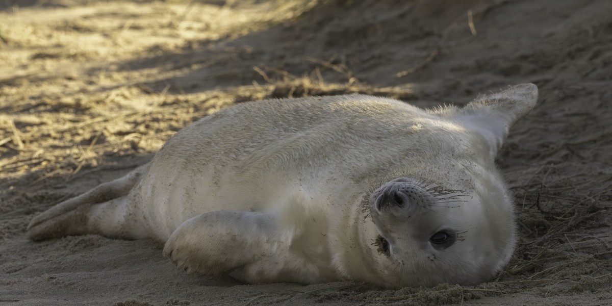 Grey Seal - ML646344592