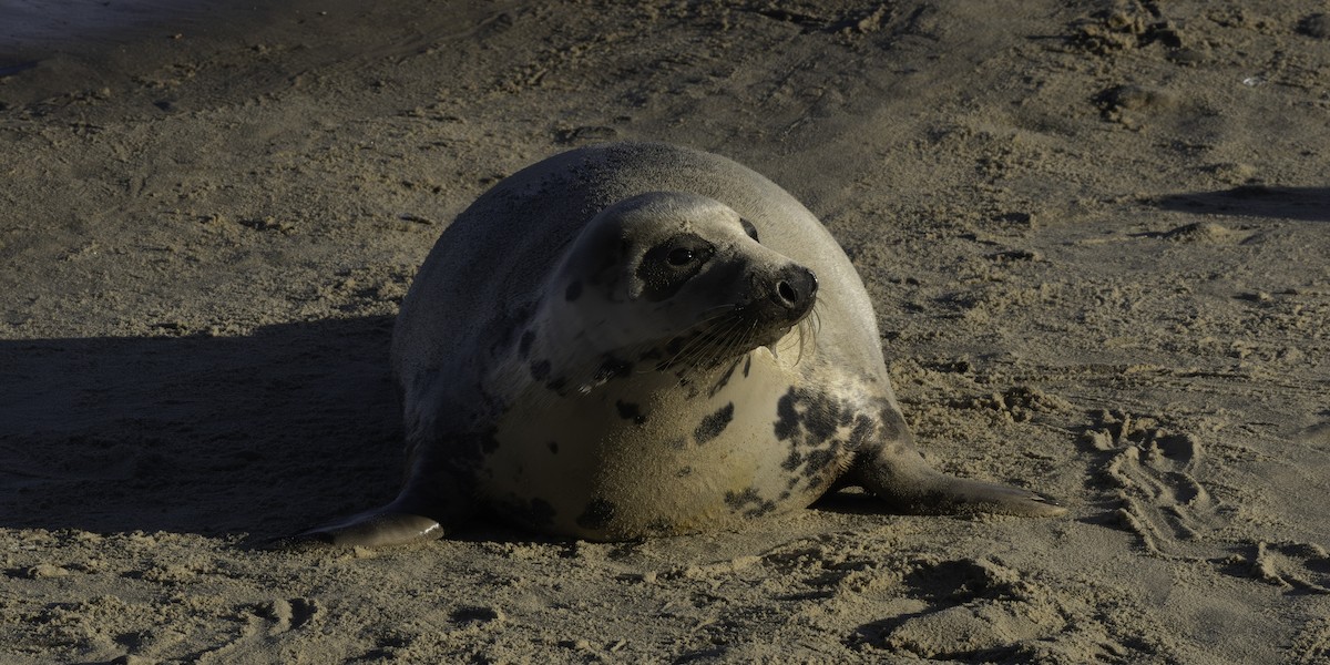 Grey Seal - ML646344593