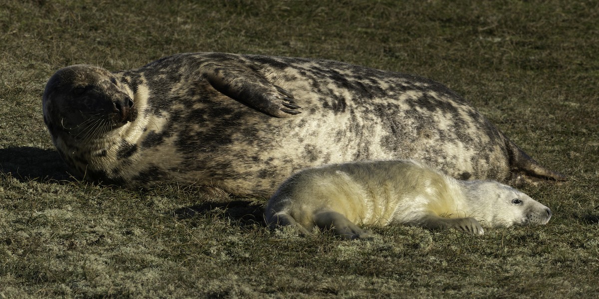 Grey Seal - ML646344594