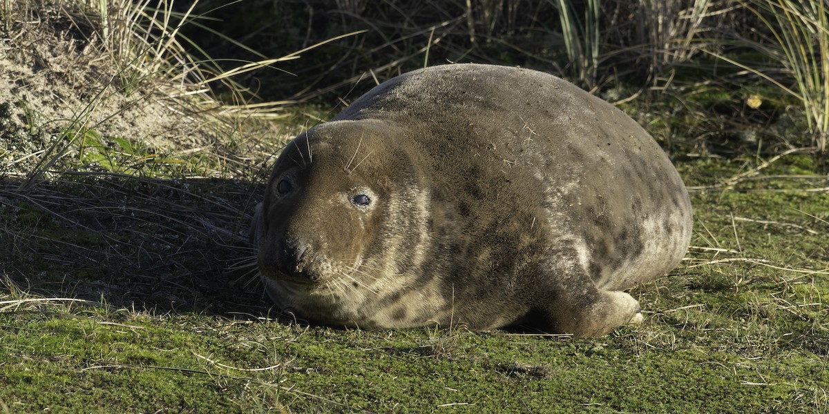 Grey Seal - ML646344595