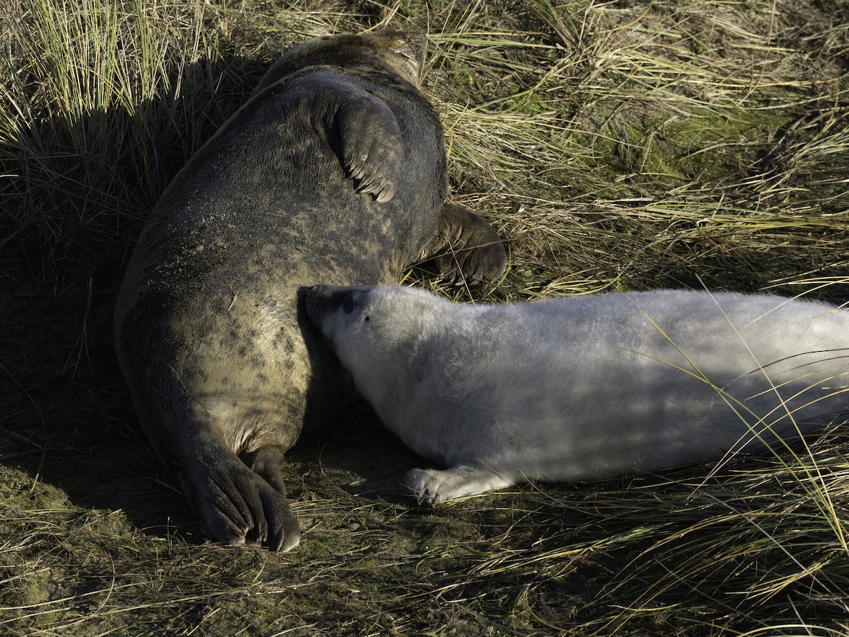 Grey Seal - ML646344596