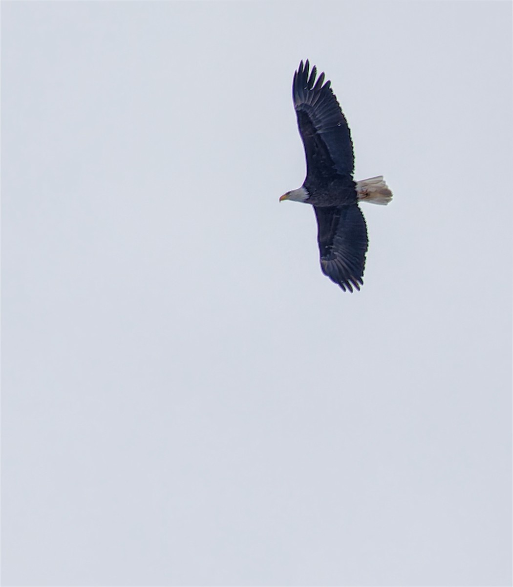 Bald Eagle - ML646344597