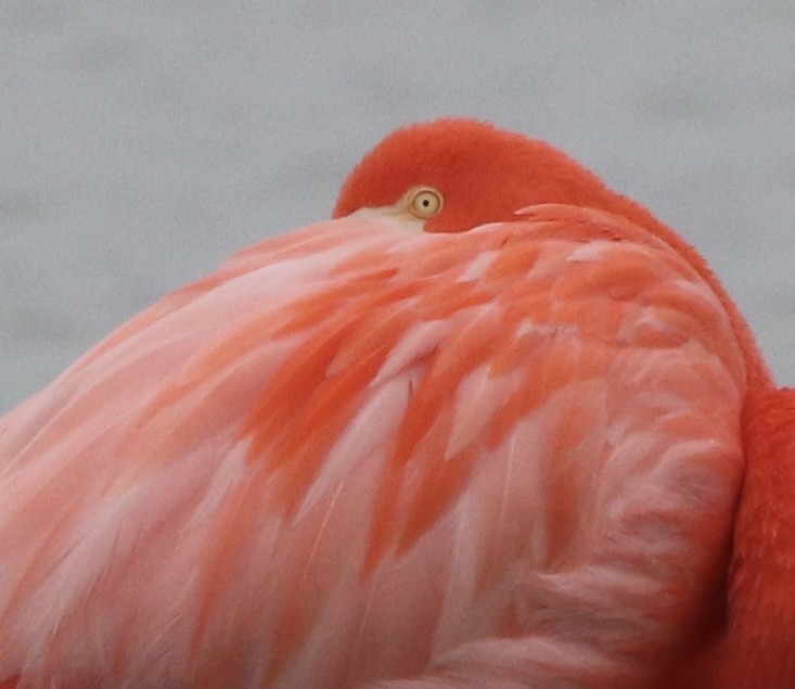 American Flamingo - ML646344598