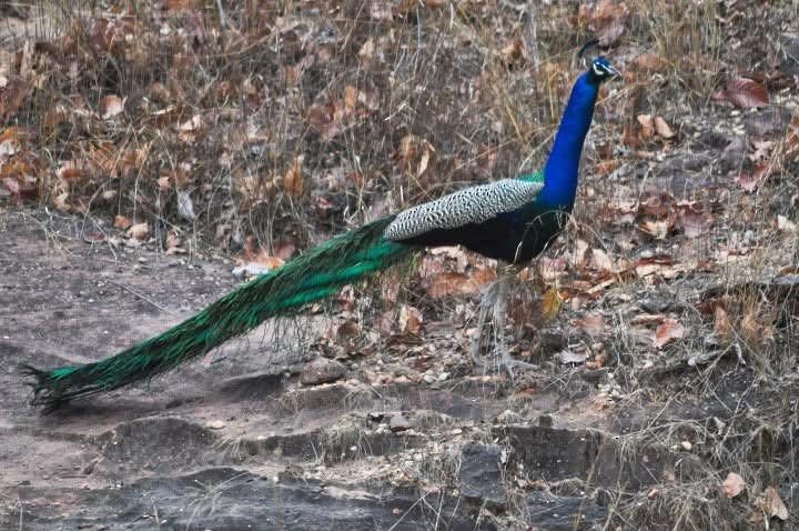 Indian Peafowl - ML646344599