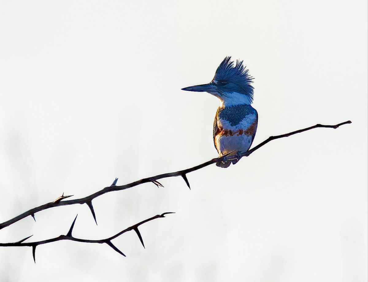Belted Kingfisher - ML646344600
