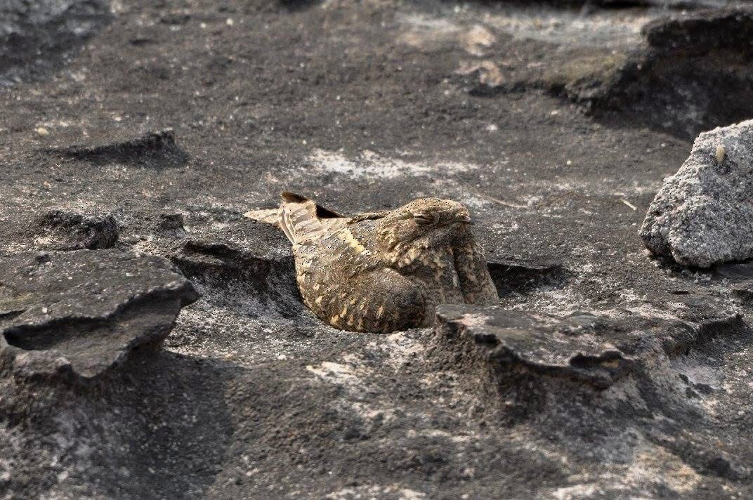 Savanna Nightjar - ML646344601