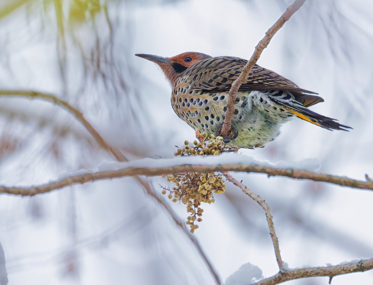 Northern Flicker - ML646344603