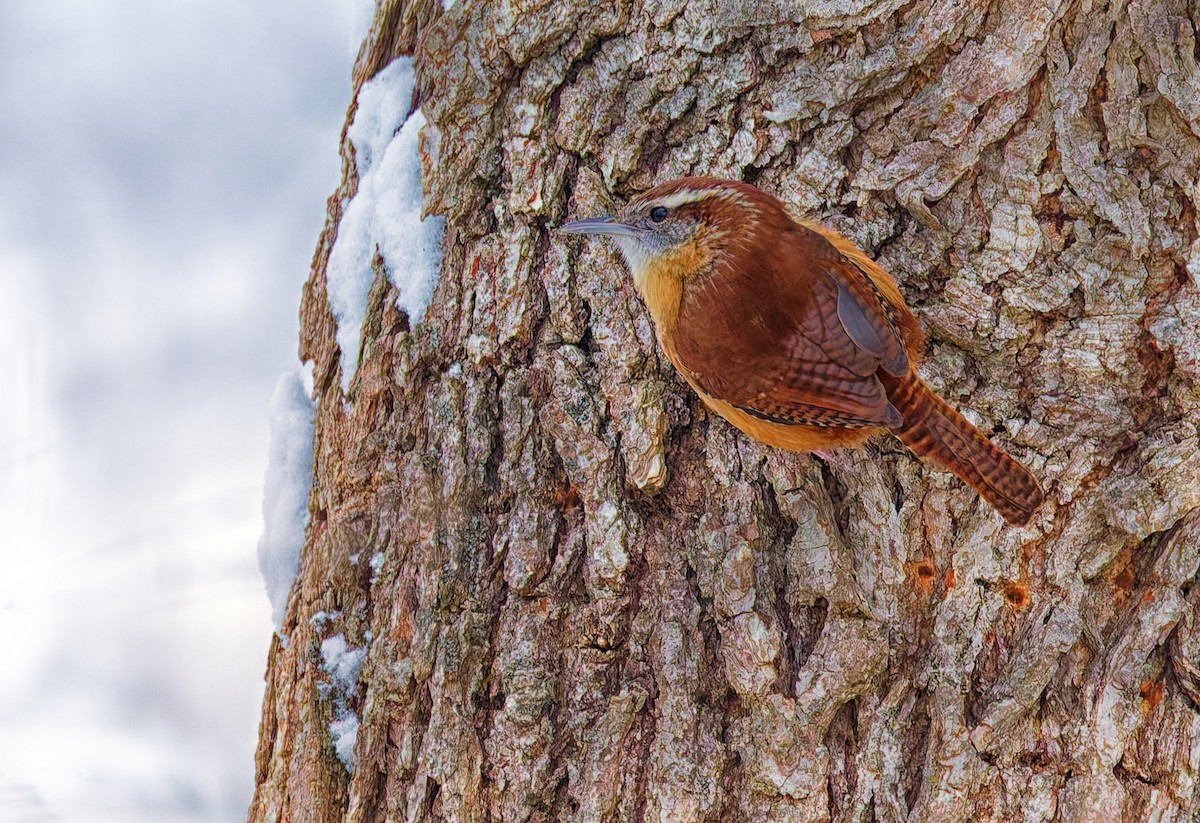 Carolina Wren - ML646344604