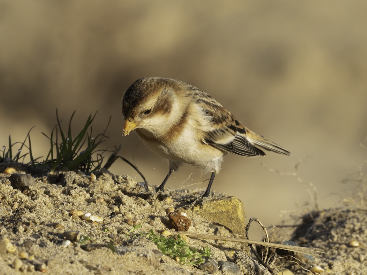 Snow Bunting - ML646344605
