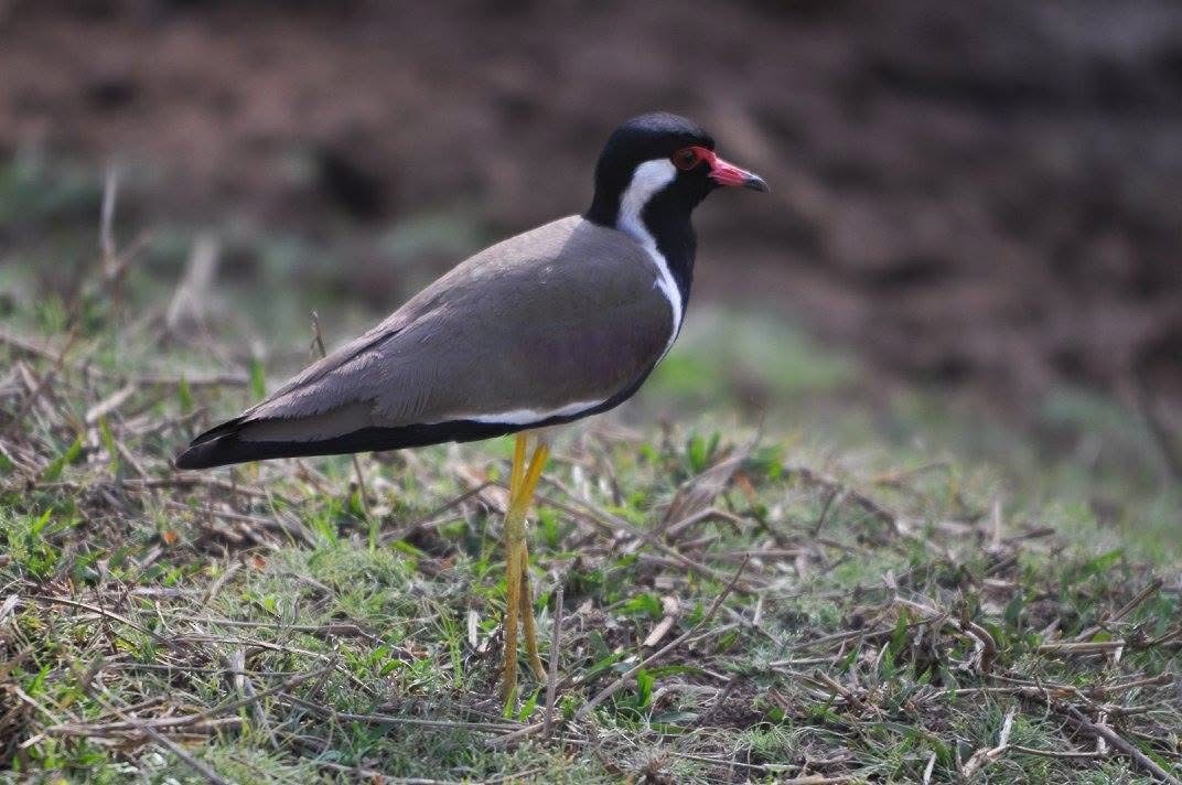 Red-wattled Lapwing - ML646344606