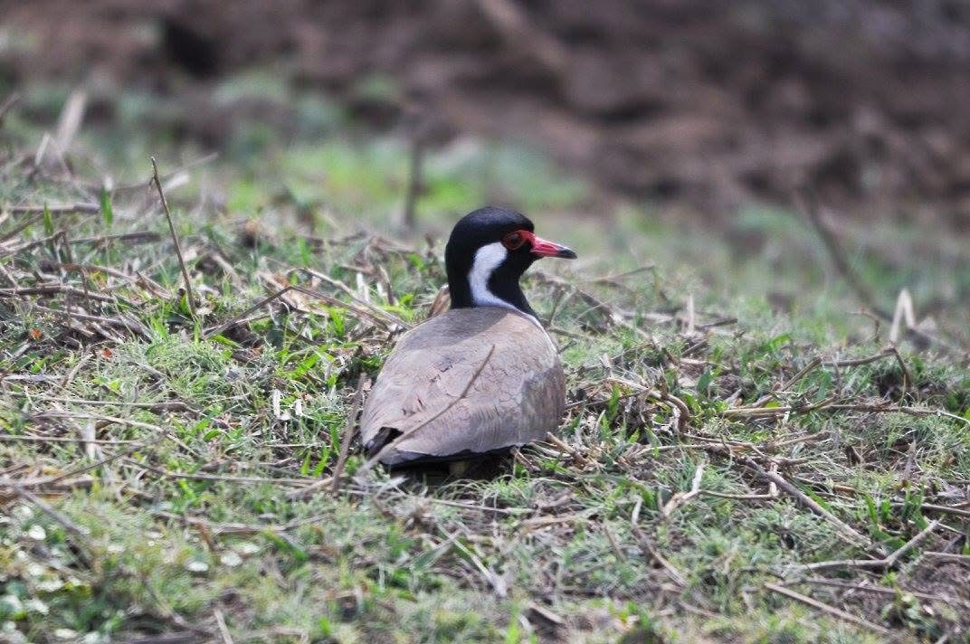 Red-wattled Lapwing - ML646344607
