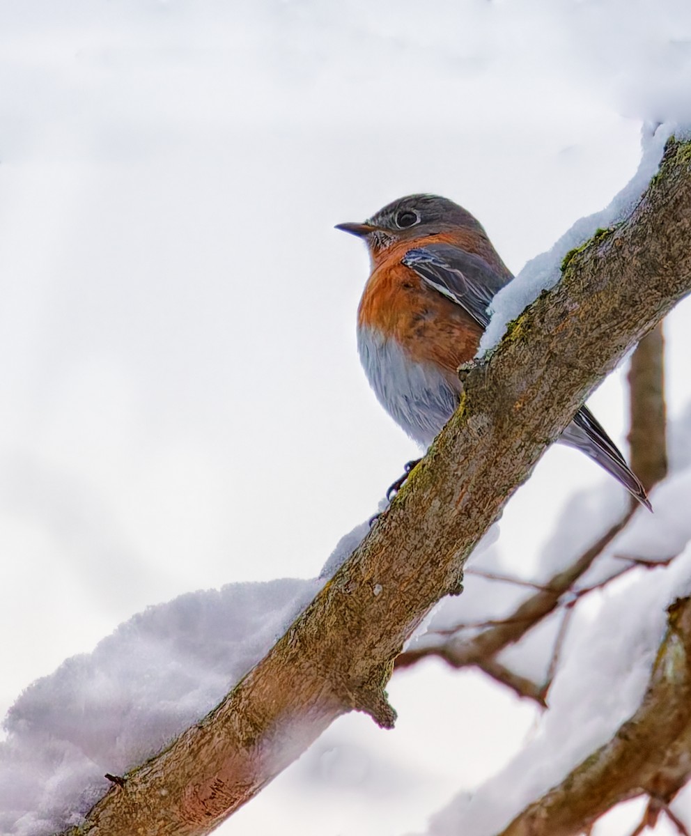 Eastern Bluebird - ML646344608