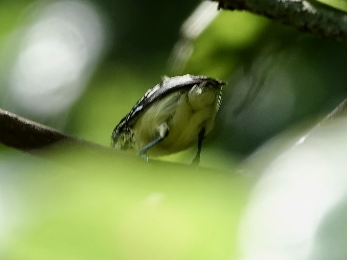 Sclater's Antwren - ML646344609