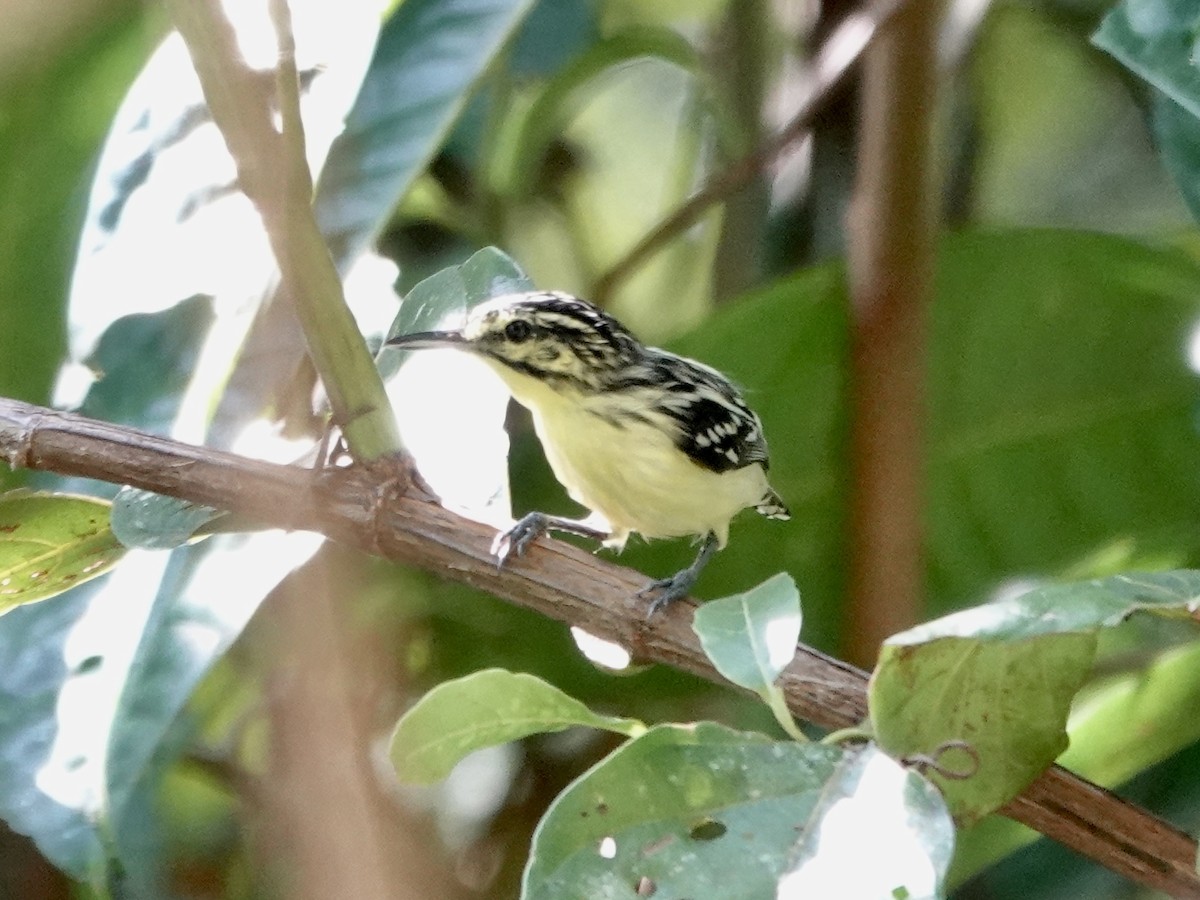 Sclater's Antwren - ML646344610