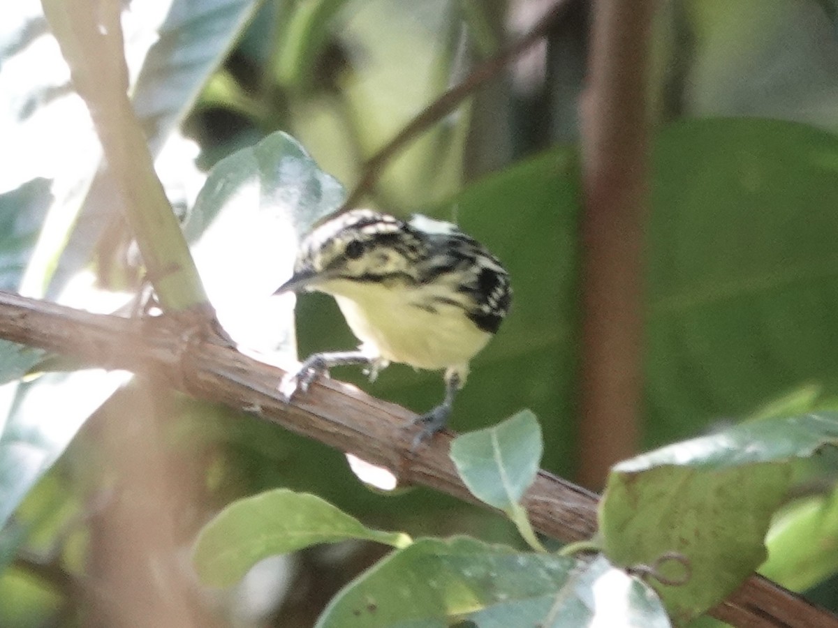 Sclater's Antwren - ML646344611