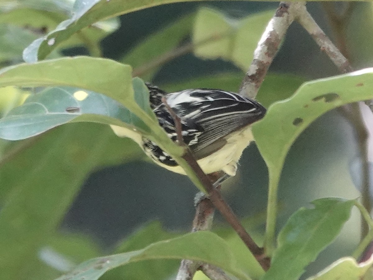 Sclater's Antwren - ML646344612